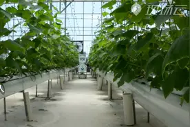 Magic | 我的机器人“农”友！福建发布首款人工智能5G农业机器人视频封面