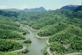 夏日竹海风光美视频封面