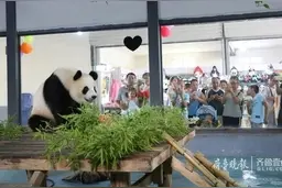 德州动植物园俩大熊猫“贤贤”和“月亮”回四川老家啦图片