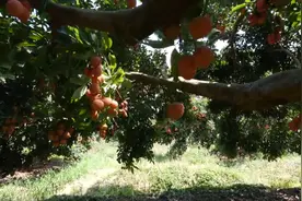 广西灵山：荔枝熟了视频封面