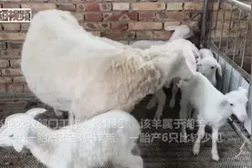 奇！黄土塬上湖羊妈妈一胎产下“6胞胎”