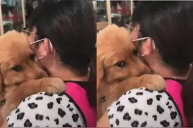 妈妈好久不见金毛，抱着它狂亲，金毛的反应真逗：男女授受不亲图片