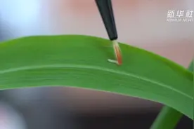 我国科学家发布草地贪夜蛾研究最新进展视频封面