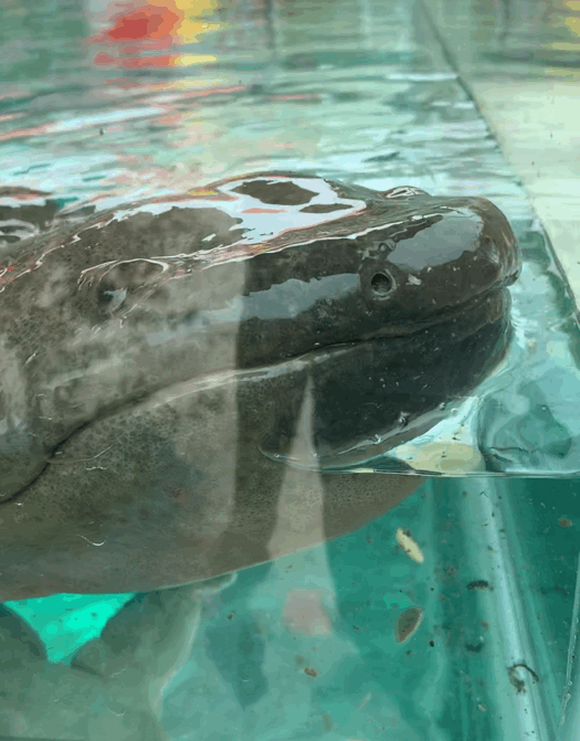 饱尝千秋百味，不如大鲵美味