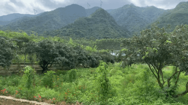 饱尝千秋百味，不如大鲵美味