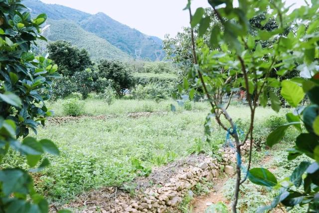 饱尝千秋百味，不如大鲵美味