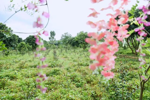 饱尝千秋百味，不如大鲵美味