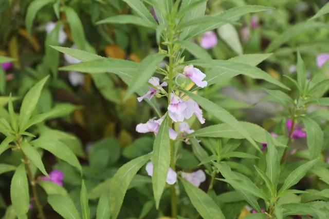 饱尝千秋百味，不如大鲵美味