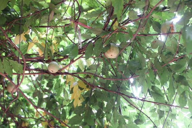 饱尝千秋百味，不如大鲵美味