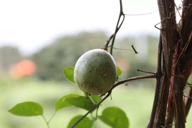 饱尝千秋百味，不如大鲵美味