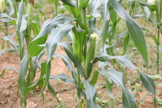 饱尝千秋百味，不如大鲵美味