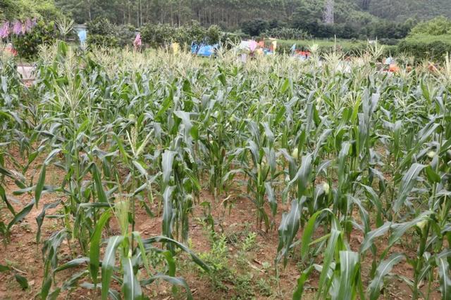 饱尝千秋百味，不如大鲵美味