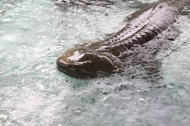 饱尝千秋百味，不如大鲵美味