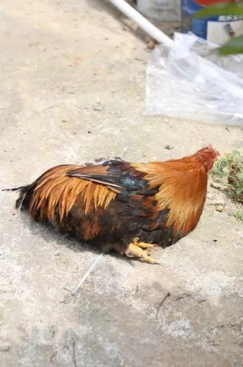 饱尝千秋百味，不如大鲵美味