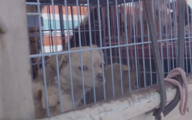 “狗肉节”来了：爱狗有自由，吃狗有自由吗？