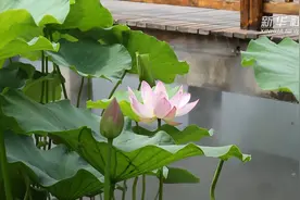 红荷湿地 美景如画视频封面