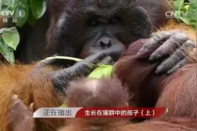 猩猩国王找到了配偶，它们的“恋爱”很甜蜜，似乎真的拥有爱情视频封面