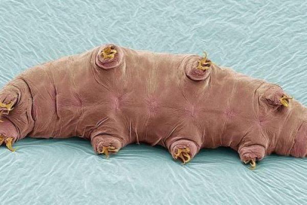 一起来了解下有故事的"美洲大蠊" - 冷求网