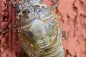 夏天抓金蝉了！教你雨后捉金蝉，一抓一个准