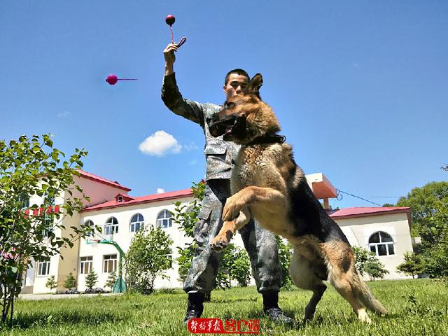 黑贝属于什么狗（边防犬黑贝从警犬到军犬）