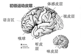 中科院院士：脑科学到下个世纪或依旧是前沿科学图片