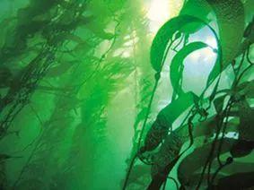 霍尼韦尔出除甲醛剂了？水性植物配方、高效渗透