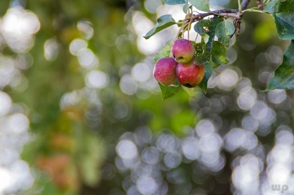 鱼皮是胶原蛋白还是脂肪 2026年鱼皮都是胶原蛋白吗