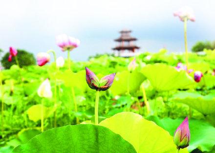 描写荷叶的句子（荷叶田田千点碧）