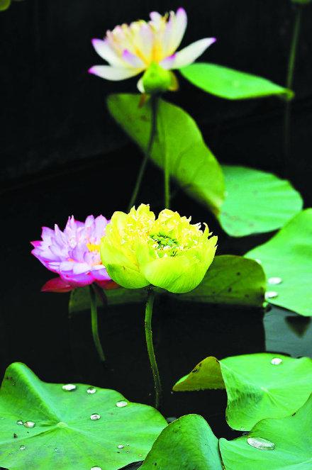 荷叶田田千点碧，藕花冉冉满城香