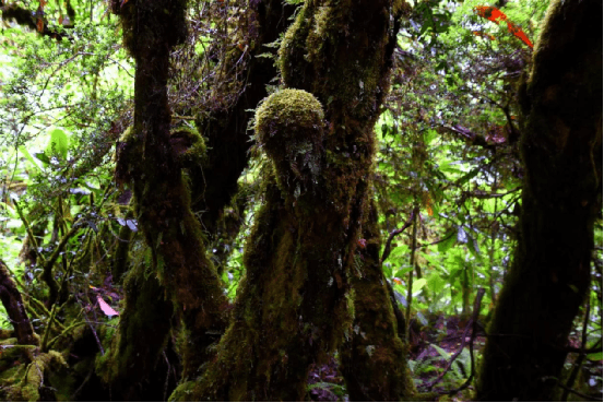 ����С���ī�ѡ����������Ͽ��Խ��ʵ