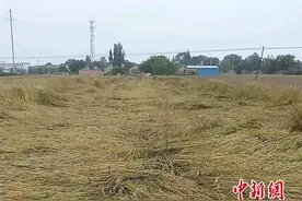 夏收遭遇连阴雨 甘肃庆阳多地农作物倒伏严重图片