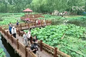 红荷湿地荷景如画视频封面