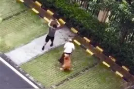 贵宾未拴绳被金毛咬死，主人拿棍打死金毛 警方：已刑拘图片