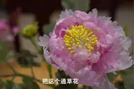 扬州通草花：永不凋谢的艺术之花视频封面