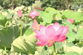 接天莲叶无穷碧  夏日品荷香视频封面