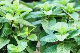 阳台种盆薄荷，提神醒脑还能杀菌防虫图片