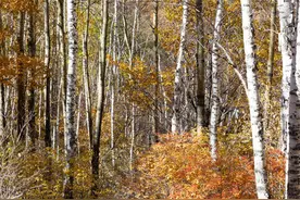 雾灵山：中国最美森林的白衣少女群——白桦林图片