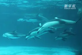 珠海长隆3头新生太平洋白边海豚宝宝亮相视频封面