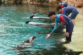 珠海长隆海洋王国三头新生太平洋白边海豚宝宝首次亮相视频封面