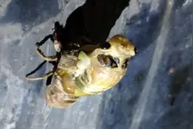 全村出动抓知了，“金蝉村”年入五百万视频封面