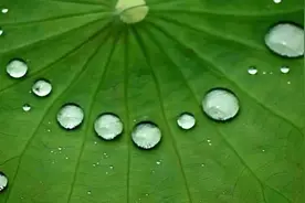 荷花为何能够出淤泥而不染？图片