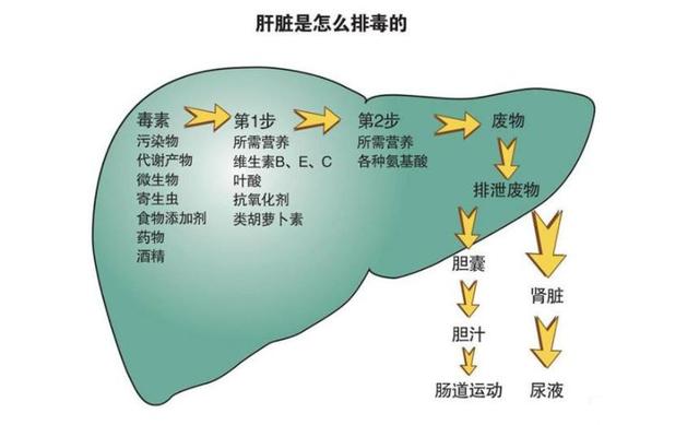 肝好命才好，抽烟喝酒每次吃几粒，100天还你“肝”净的肝脏