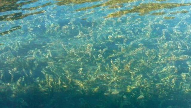 肝好命才好，抽烟喝酒每次吃几粒，100天还你“肝”净的肝脏