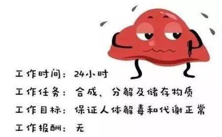 肝好命才好，抽烟喝酒每次吃几粒，100天还你“肝”净的肝脏