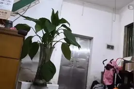 男童遭继父抛尸粪池，失踪前细节复盘视频封面