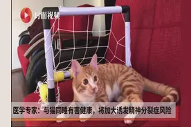 医学专家：与猫同睡对健康有害，诱发精神分裂症风险