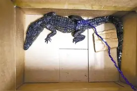 回国行李箱竟藏非洲鳄鱼 男子携“猛宠”过关被查获图片