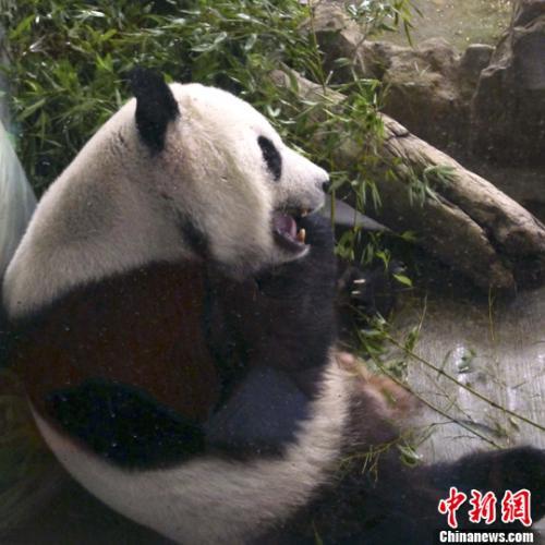 大熊猫团团圆圆“台漂”逾10年 女儿圆仔今天6岁啦