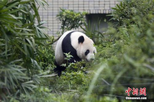 大熊猫团团圆圆“台漂”逾10年 女儿圆仔今天6岁啦