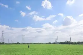 53000平米！嘉定最大的荷花池里，白鹭翩飞、花海连绵图片